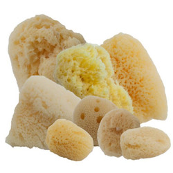 Natural Sea Sponges Natural Sea Sponges