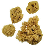 Sea Silk Sponges
