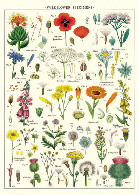 CAVALLINI PAPERS & CO., INC. Cavallini & Co. - Decorative Italian Paper - Wildflowers