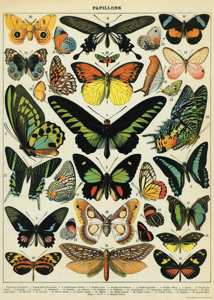 CAVALLINI PAPERS & CO., INC. Cavallini & Co. - Decorative Italian Paper - Butterfly Chart