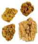 Wool Sponges