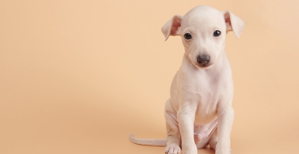 imagen veterinaria home 2