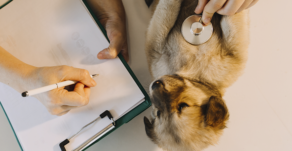 servicio de veterinaria 3