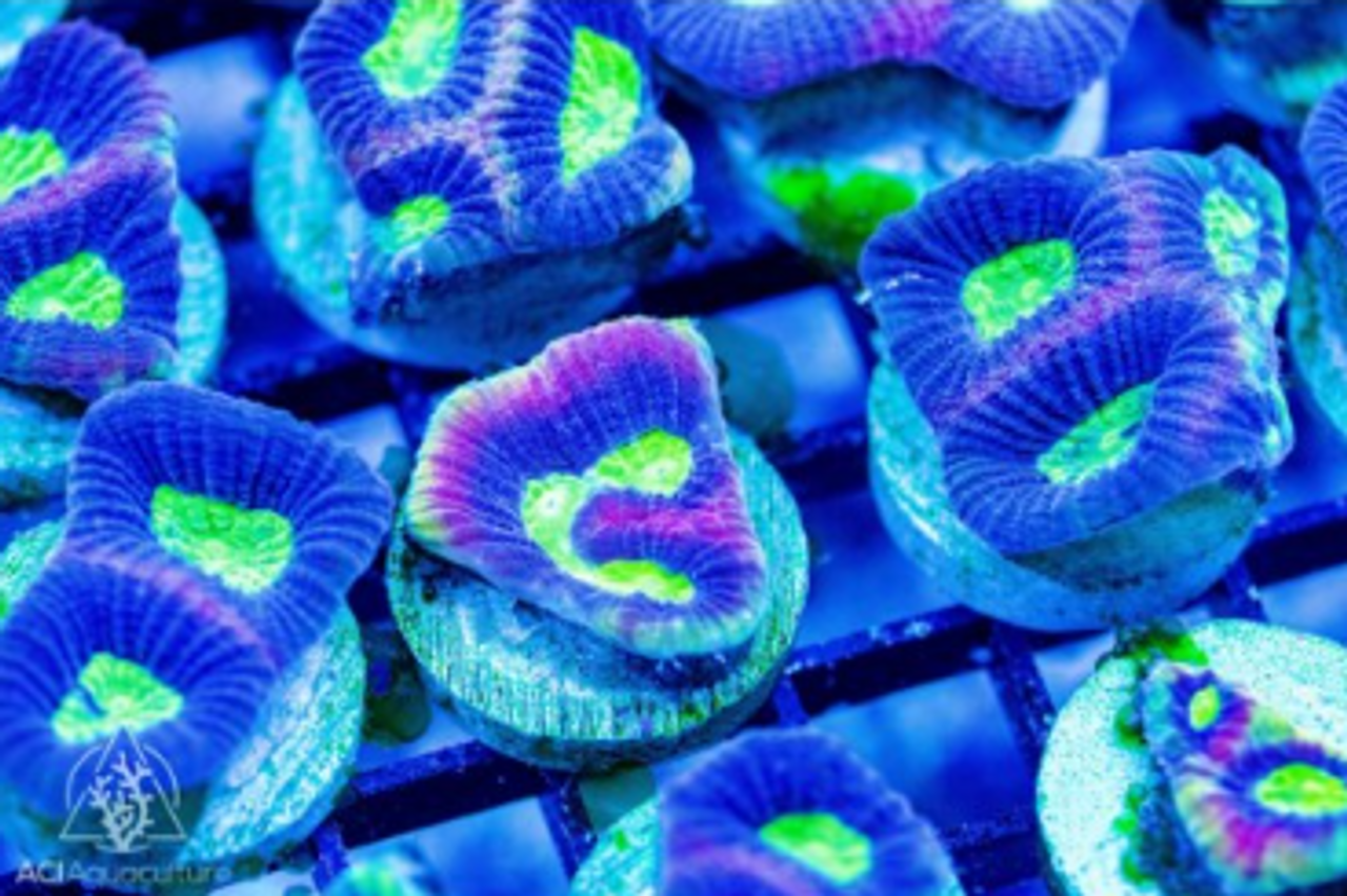 Coral Frags