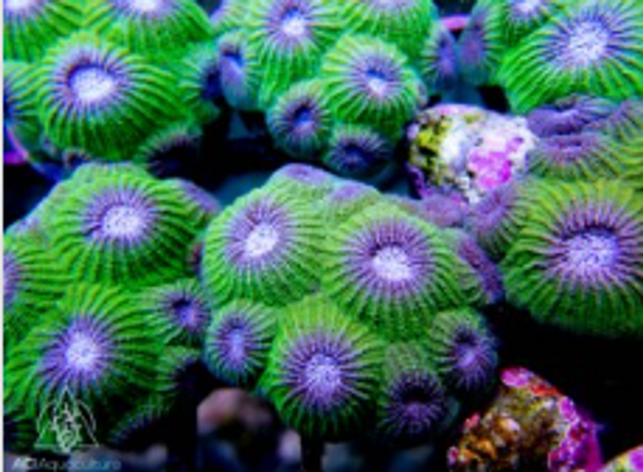 Aquacultured/Farm Corals