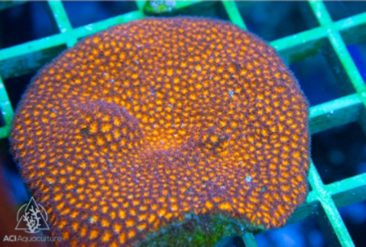 Wild Coral