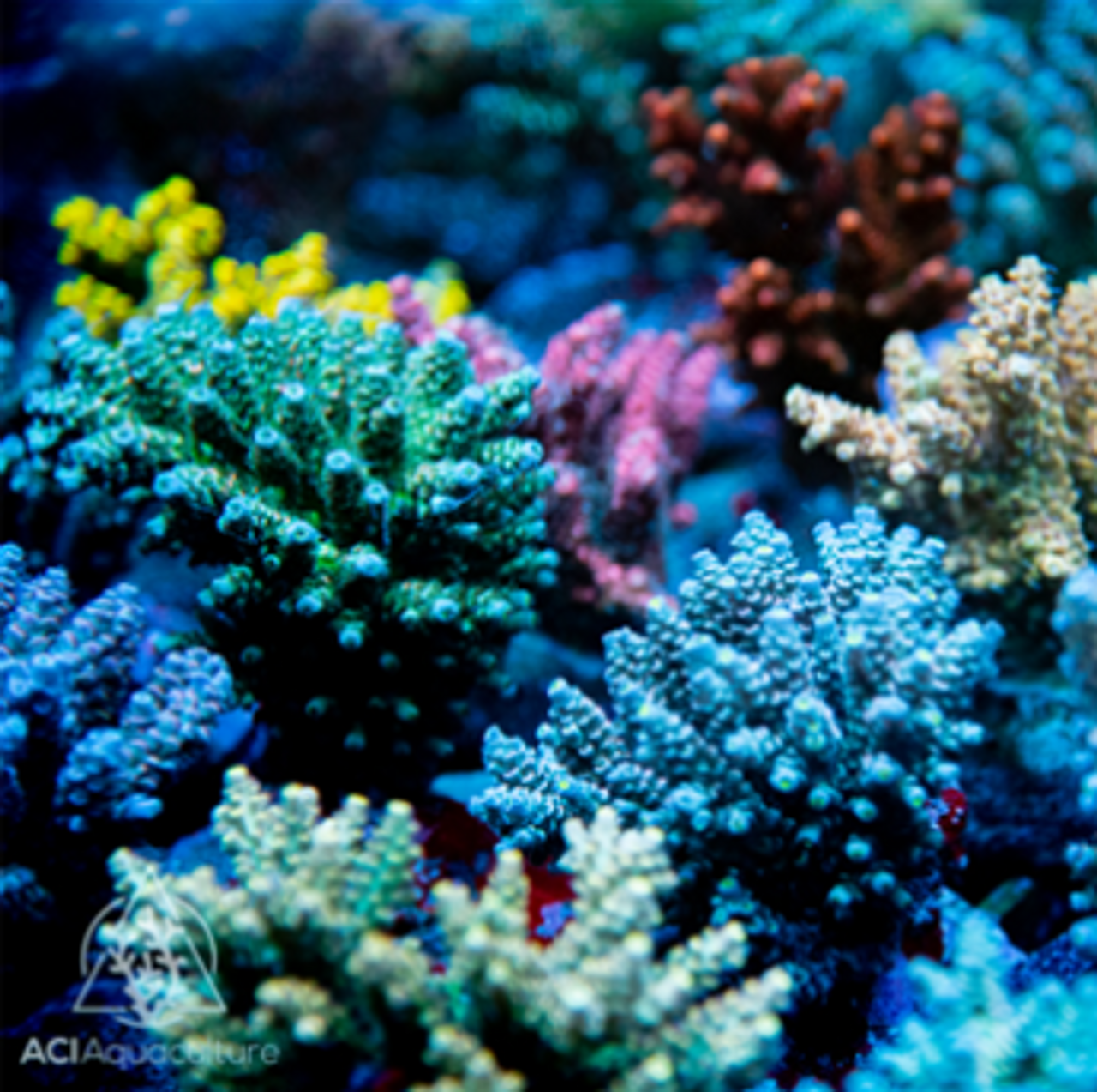 Mariculture SPS