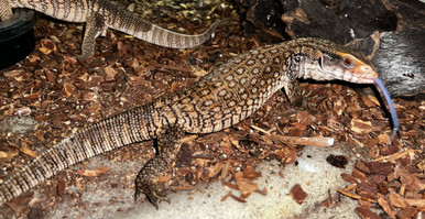 Savannah Monitor