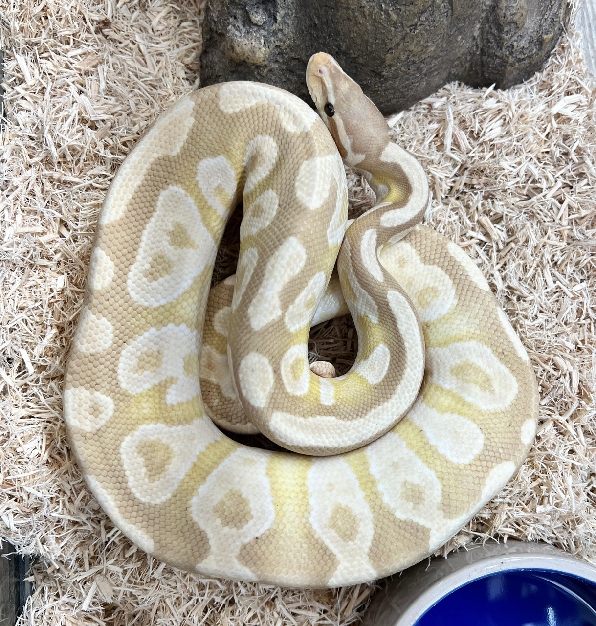 Banana Mojave Ball Python