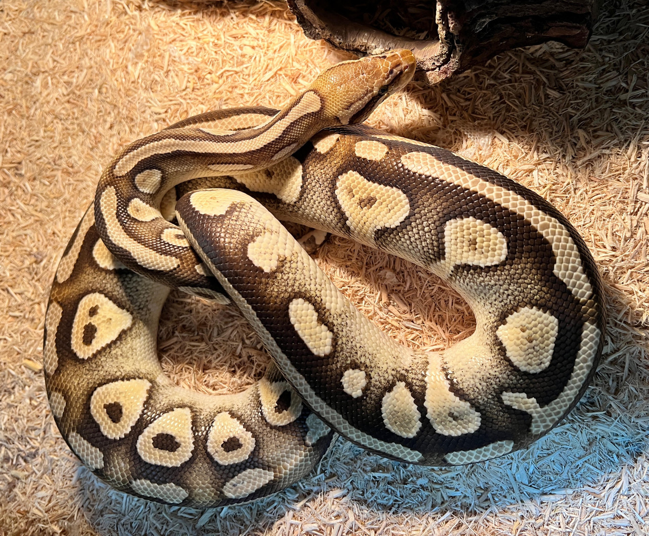 Pastave Ball Python