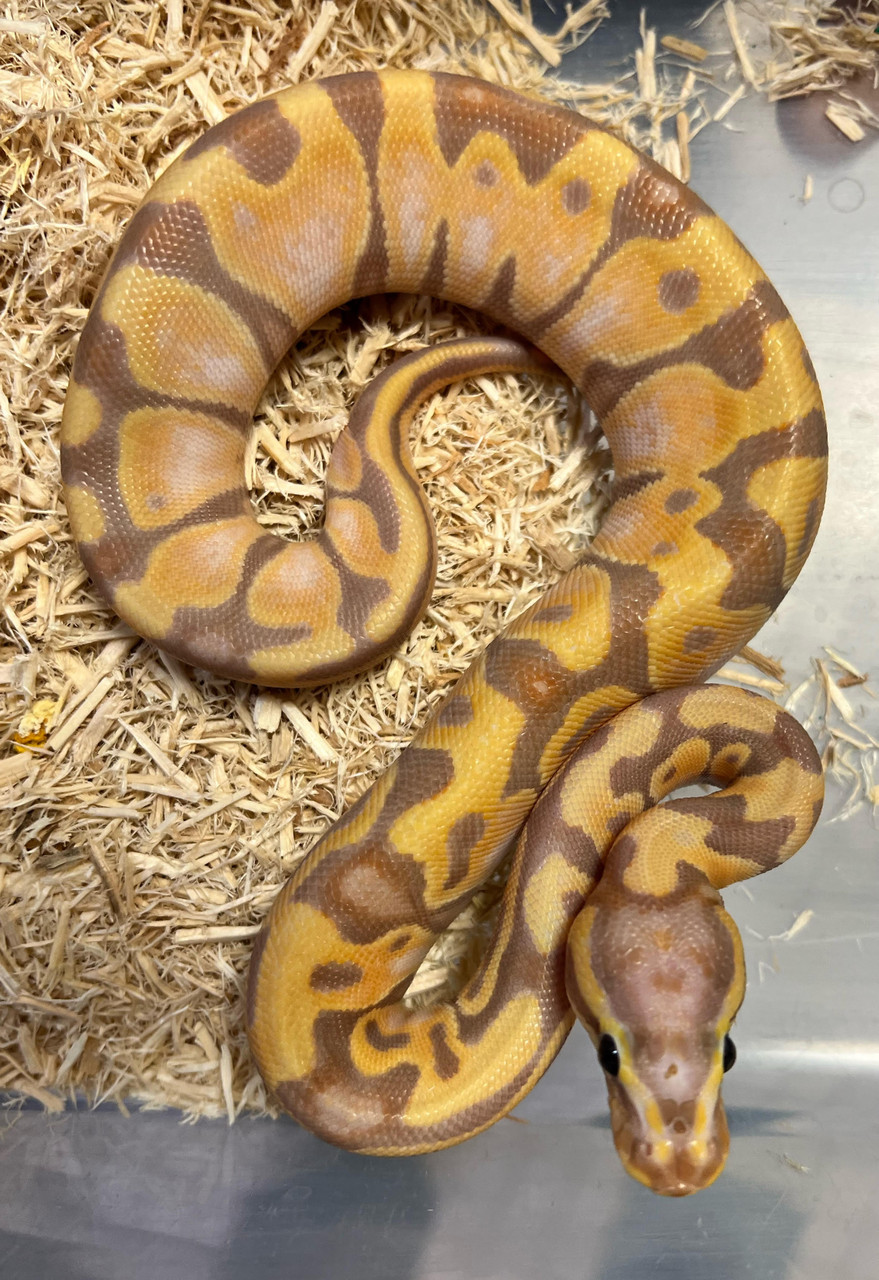 Banana Scaleless Head Ball Python