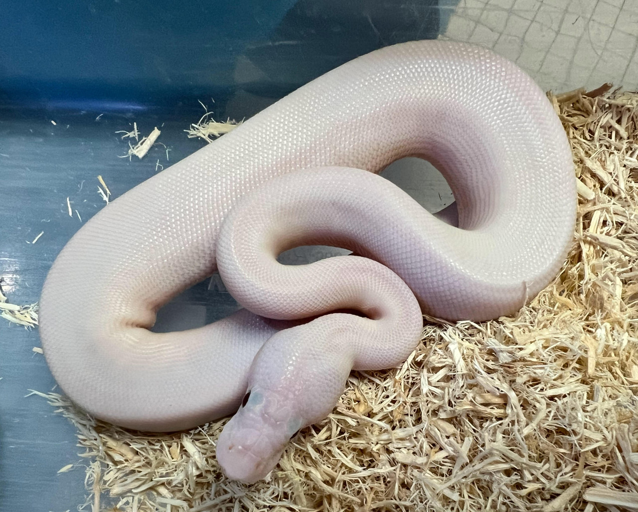 Blue Eyed Leucistic (BEL) Ball Python