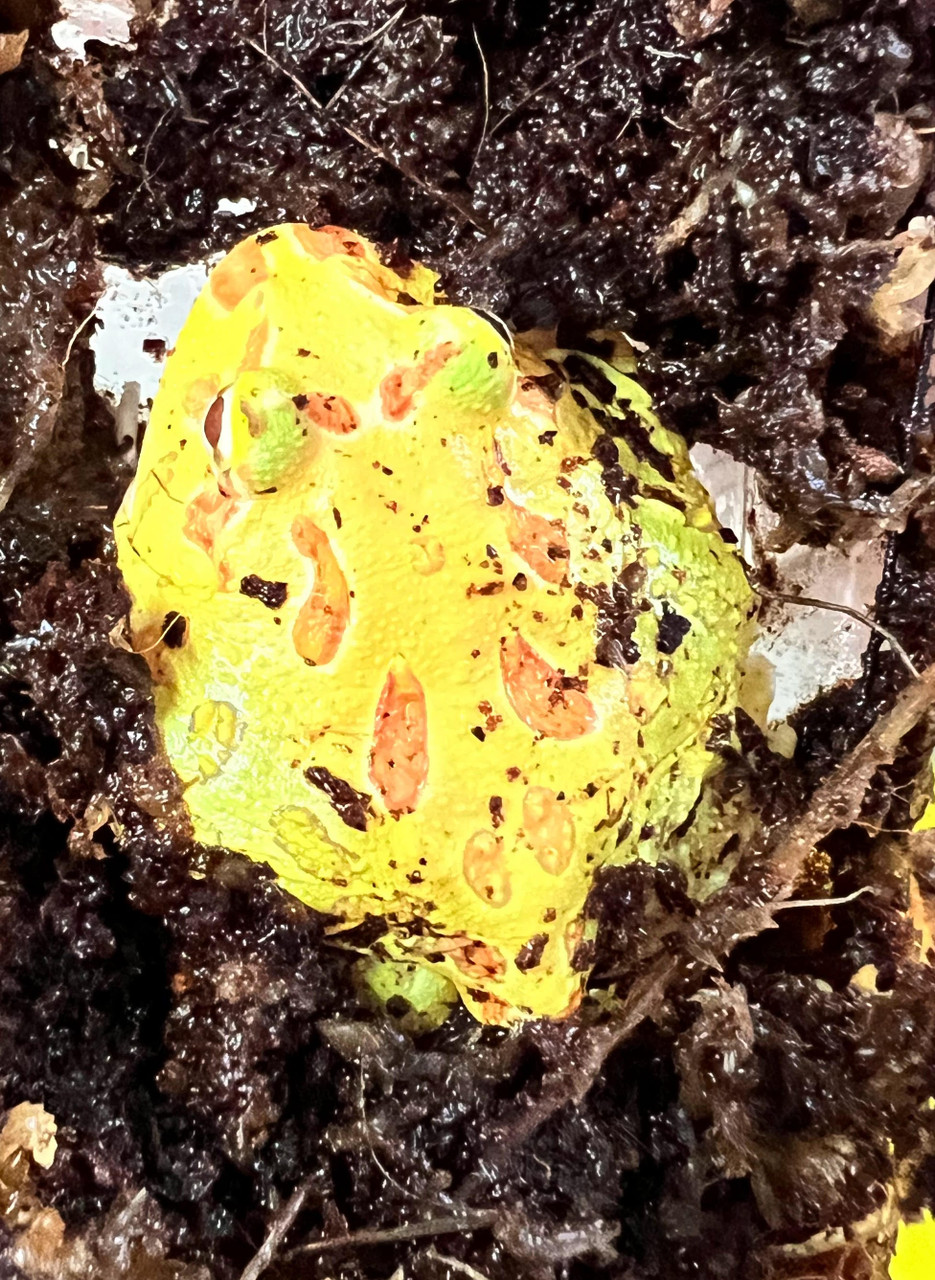 Keylime Pacman Frog