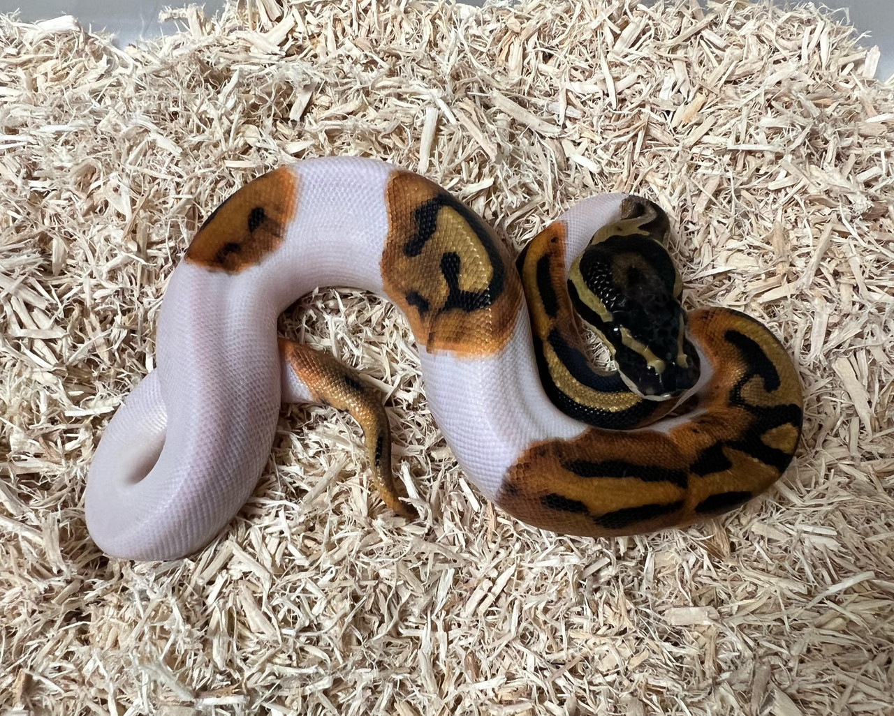 Piedbald Ball Python