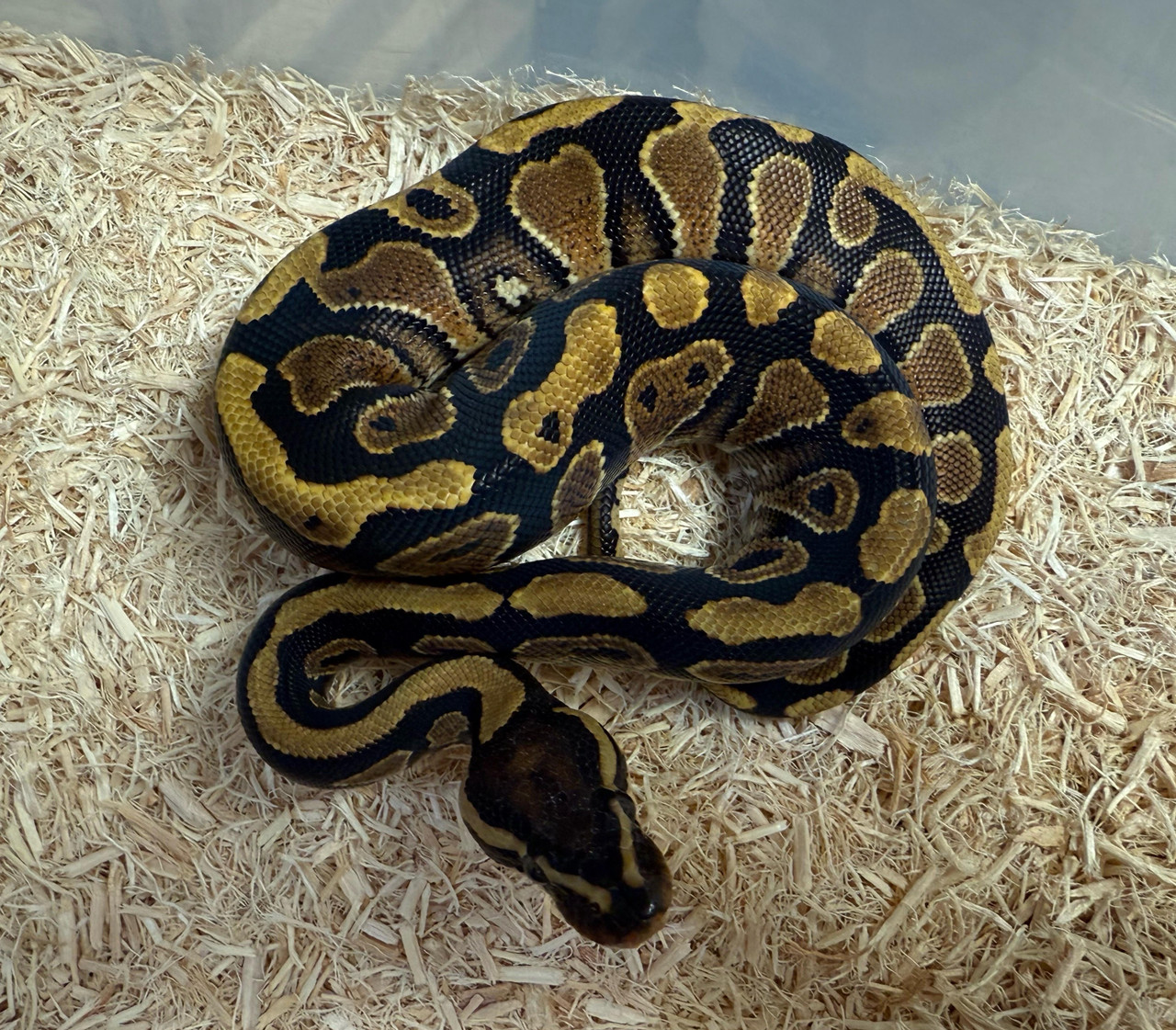 Yellow Belly Ball Python