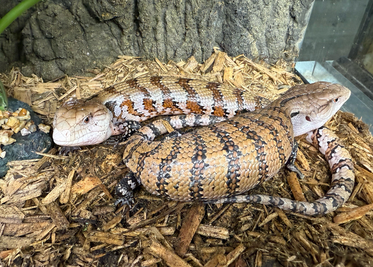 Blue Tongue Skink