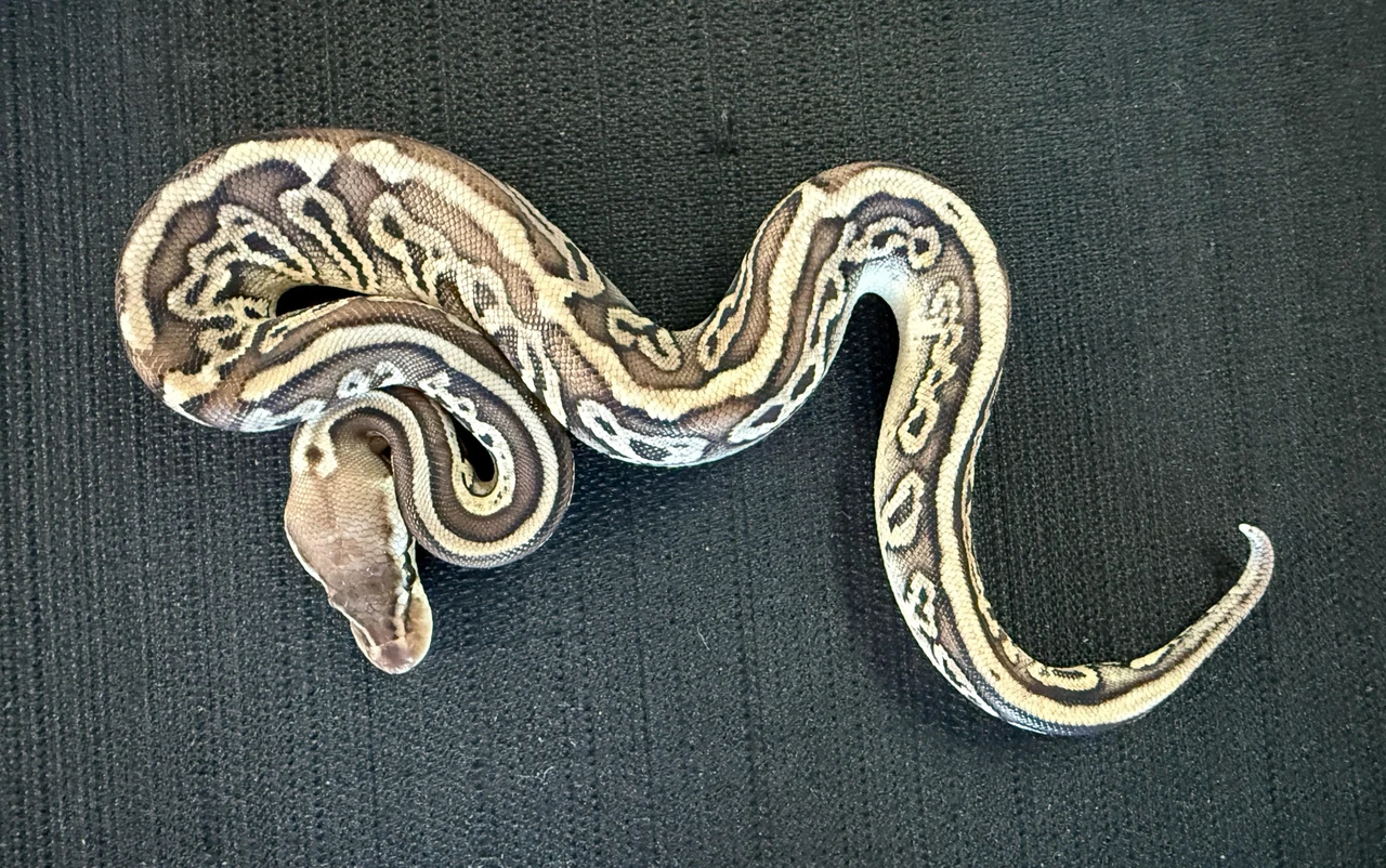 Pewter Python's Pewter Leopard Ball Python