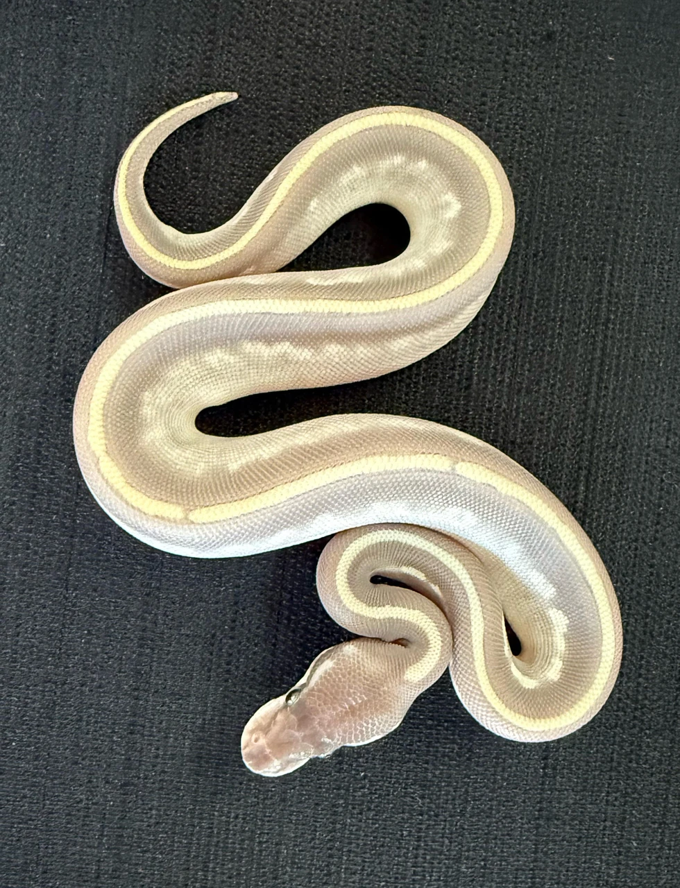 Purple Passion Ball Python