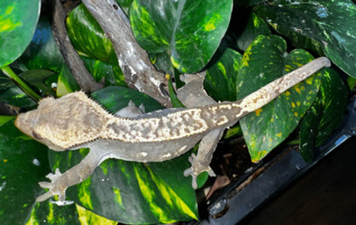 Harlequin Crested Gecko