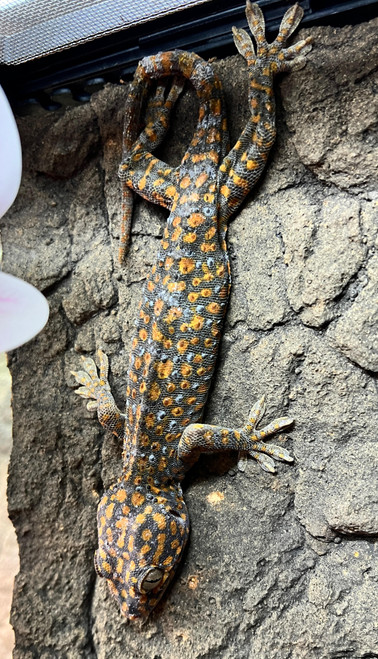 Tokay Gecko