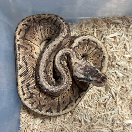 Killer Bee Ball Python