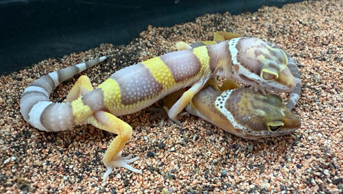 High Color Leopard Gecko
