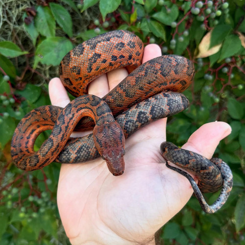 Red Mountain Dominican Boa