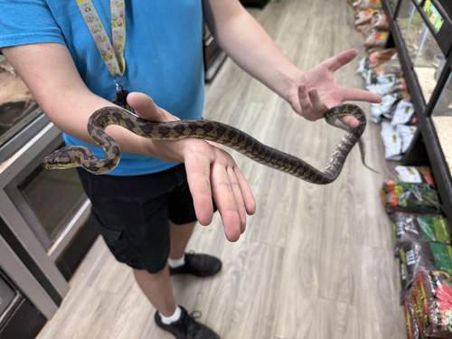 Jaguary Caramel Het Albino Carpet Python Jaguary Caramel Het Albino Carpet Python