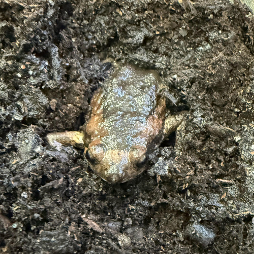Chubby Frog Chubby Frog