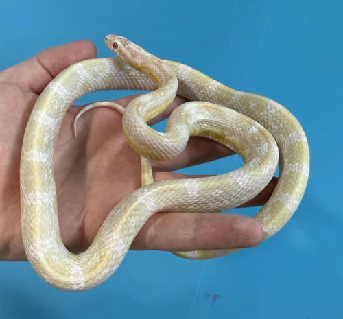 Coral/Pink Cornsnake