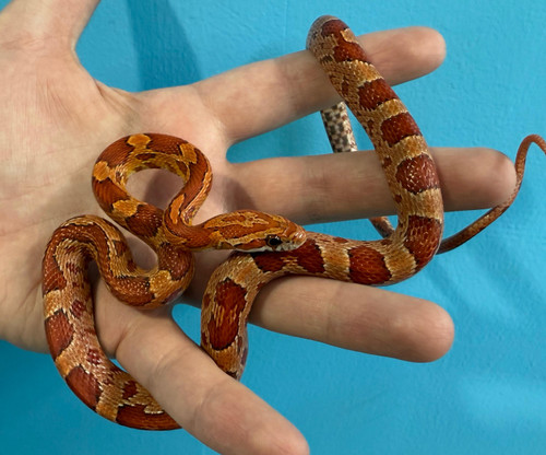 Sunkissed Cornsnake