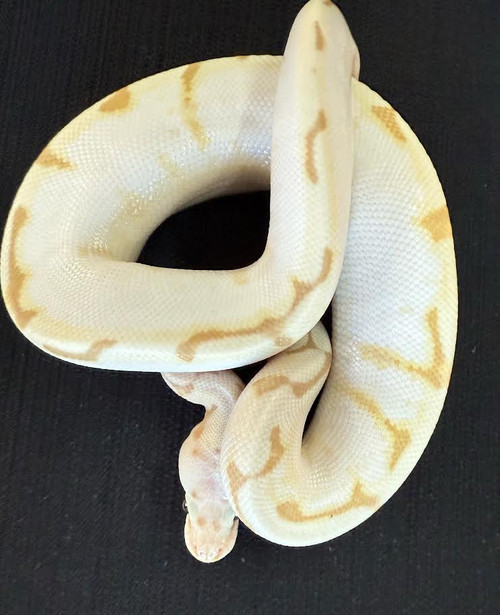 Banana Stinger Calico Ball Python