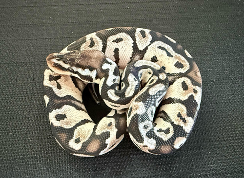 Pastel Axanthic SK Ball Python