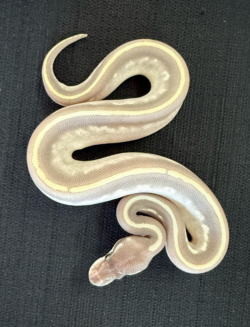 Purple Passion Ball Python