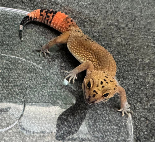 Tangerine Black Knight Leopard Gecko