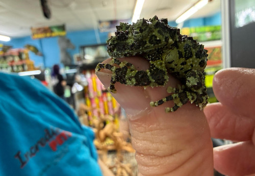 Vietnamese Mossy Tree Frog