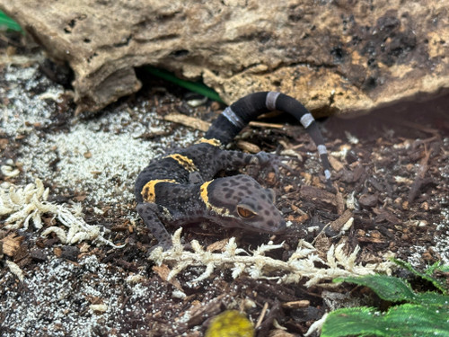 Cave Gecko