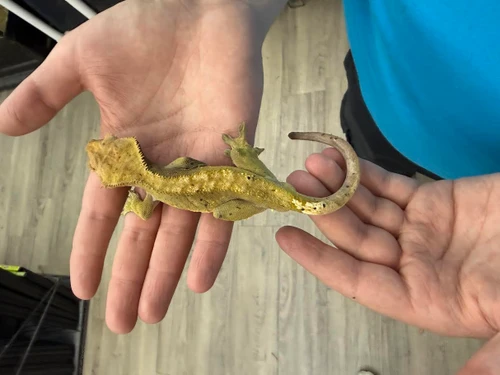 Harlequin Flame Tiger Confetti Soft Scale Crested Gecko