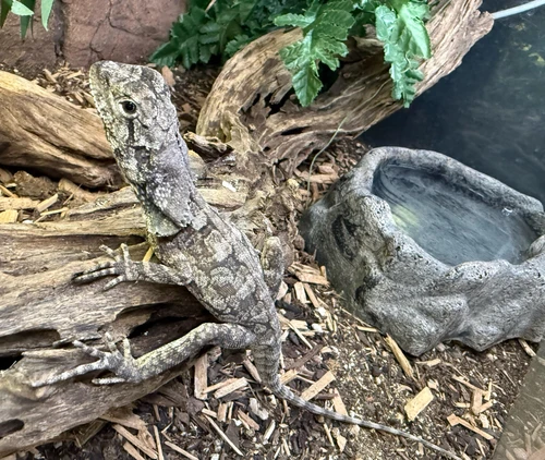 Frilled Dragon