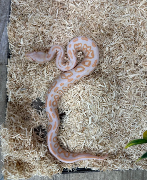 Albino Black Pastel Ball Python