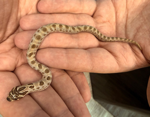 Axanthic Anaconda Hognose