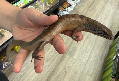 Odd Chinned Skink