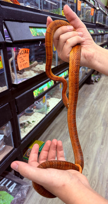 Hypo Het Palmetto Cornsnake