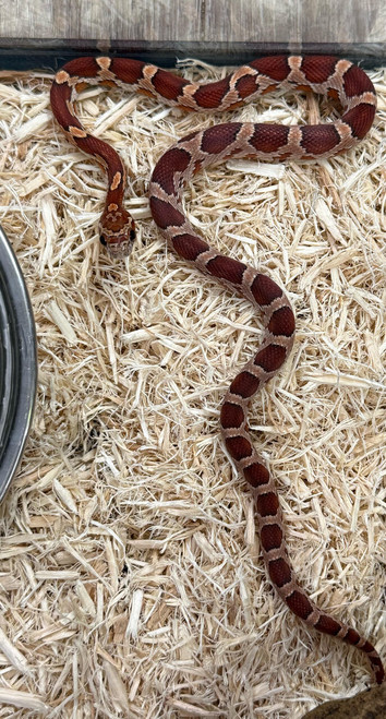Okeetee Het Palmetto Cornsnake
