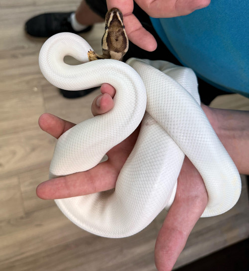 Fire Pied Ball Python