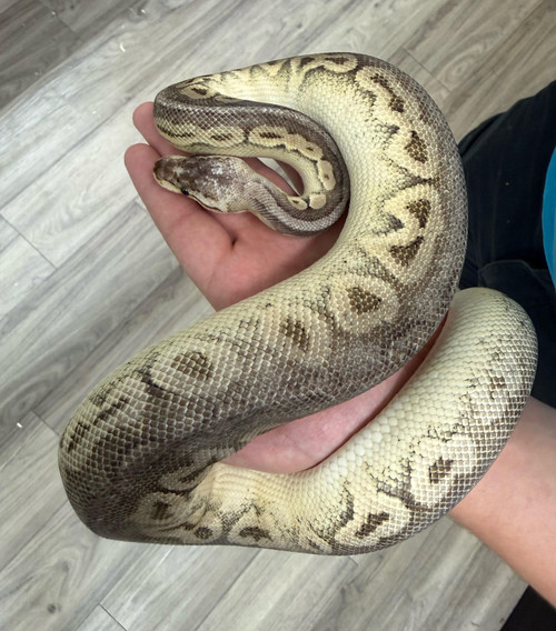 Pastel Mojave Yellow Belly Ball Python