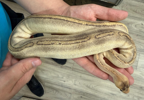 Super Banana G-Stripe Ball Python