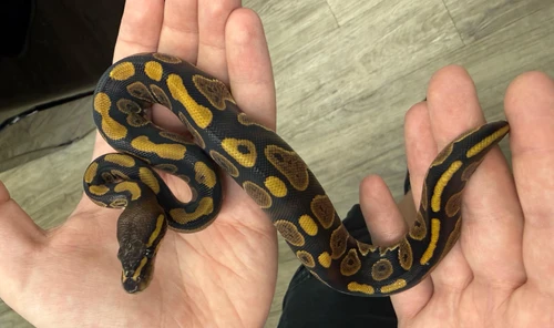 Mahogany Ball Python
