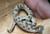 Anaconda Hognose
