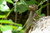 Brown Basilisk